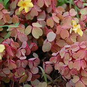 OXALIS SUNSET VELVET IN VASO DA 17CM