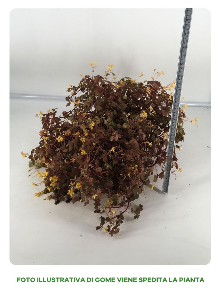 OXALIS SUNSET VELVET IN VASO DA 17CM