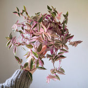 TRADESCANTIA FLUMINENSIS QUADRICOLOR VASO 12CM