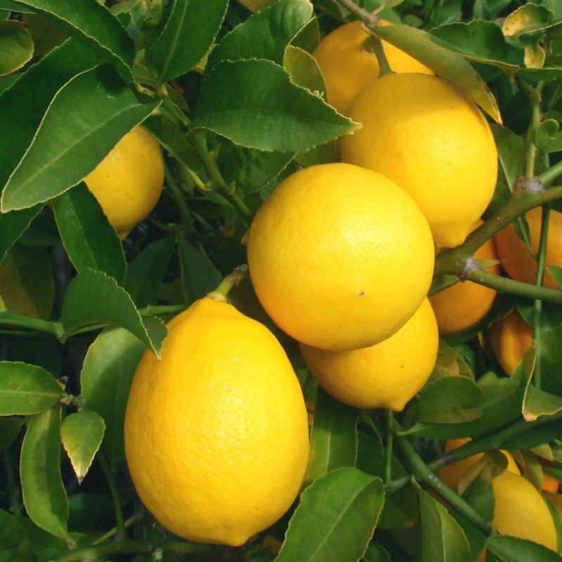 LIMONE MEYER CITRUS MEYERI IN VASO 20CM