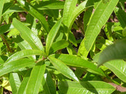 CEDRINA O ERBA LUIGIA VASO 14CM