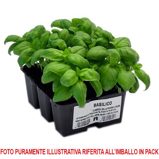 6 PIANTE IN PACK PREZZEMOLO RICCIO ORTOMIO