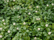 PACHYSANDRA TERMINALIS 'GREEN CARPET' VASO 8CM