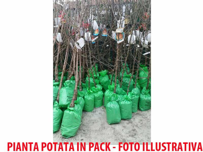 SUSINO SANGUE DI DRAGO (1 PIANTA)