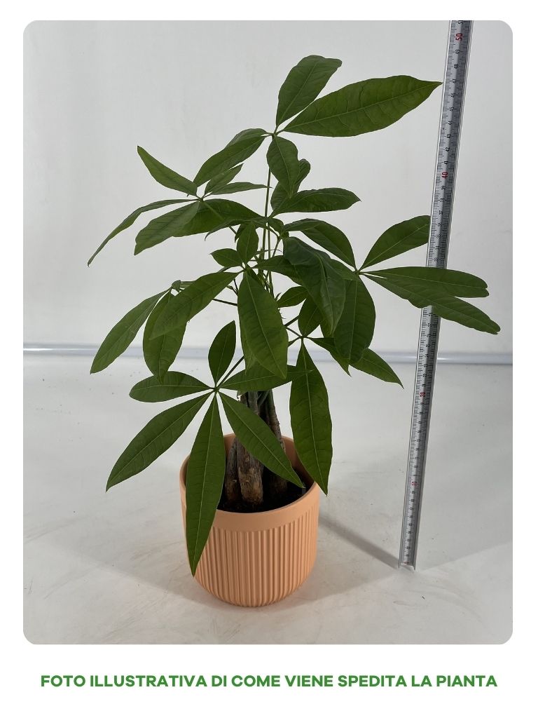 PACYIRA CON COPRI VASO IN CERAMICA 12CM COLORI ASSORTITI BIANCO, GIALLO, SALMONE