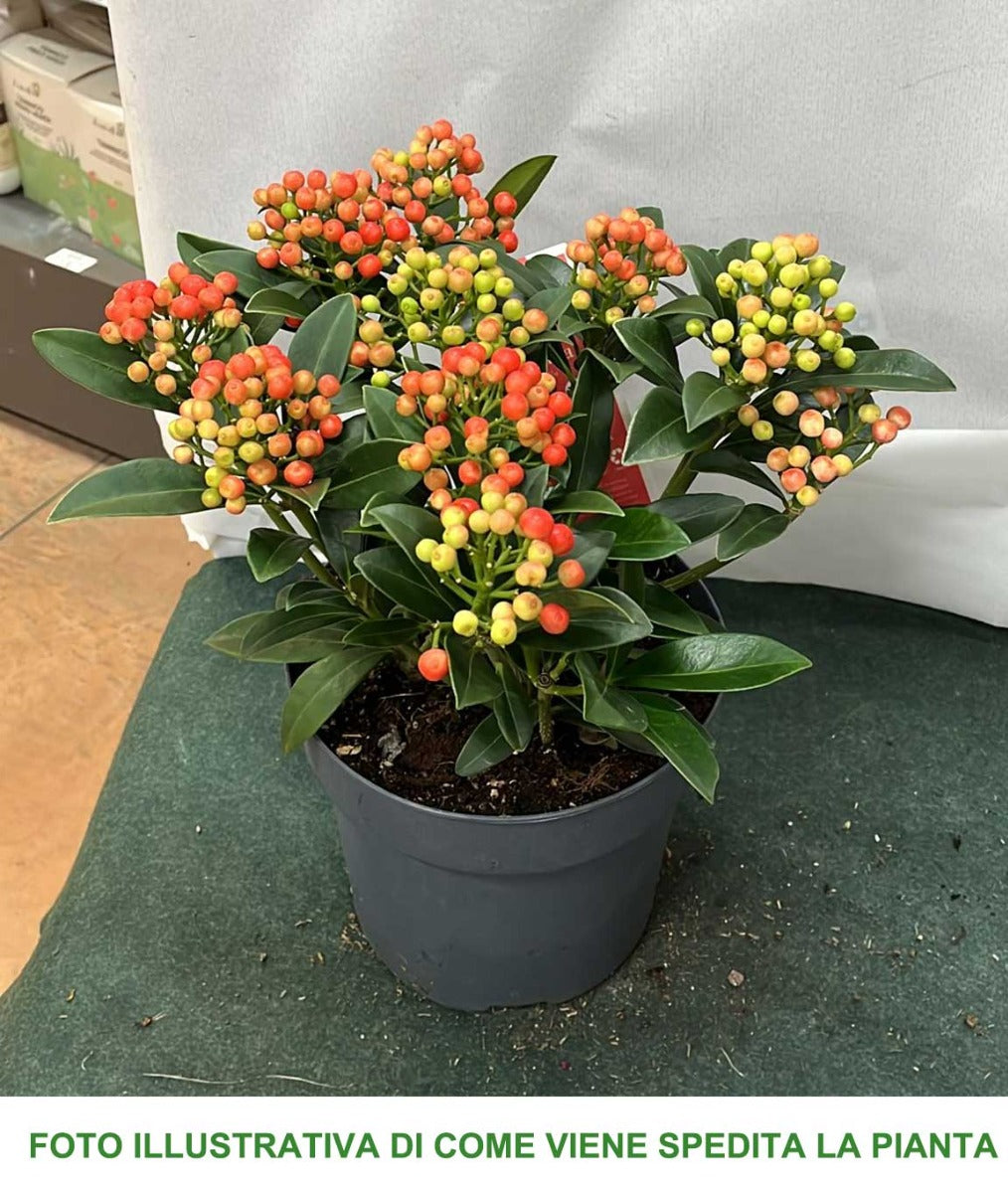 SKIMMIA JAPONICA PABELLA VASO 22CM