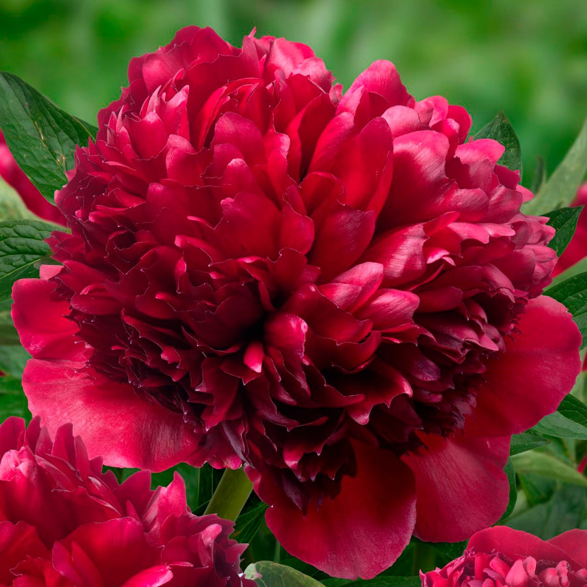 PEONIA LACTIFLORA ROSSA VASO 12CM