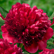 PEONIA LACTIFLORA ROSSA VASO 12CM