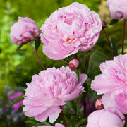 PEONIA LACTIFLORA SARAH BERNHARDT VASO 13CM