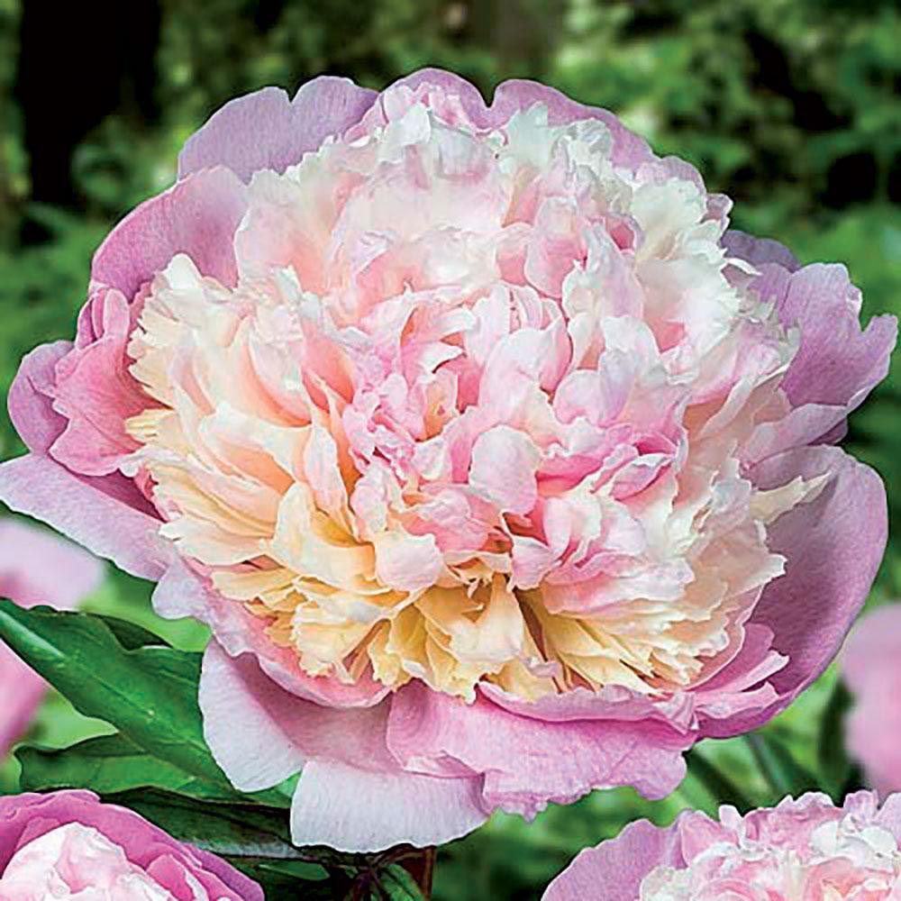 PAEONIA LACTIFLORA MADAME CALOT IN VASO 24CM