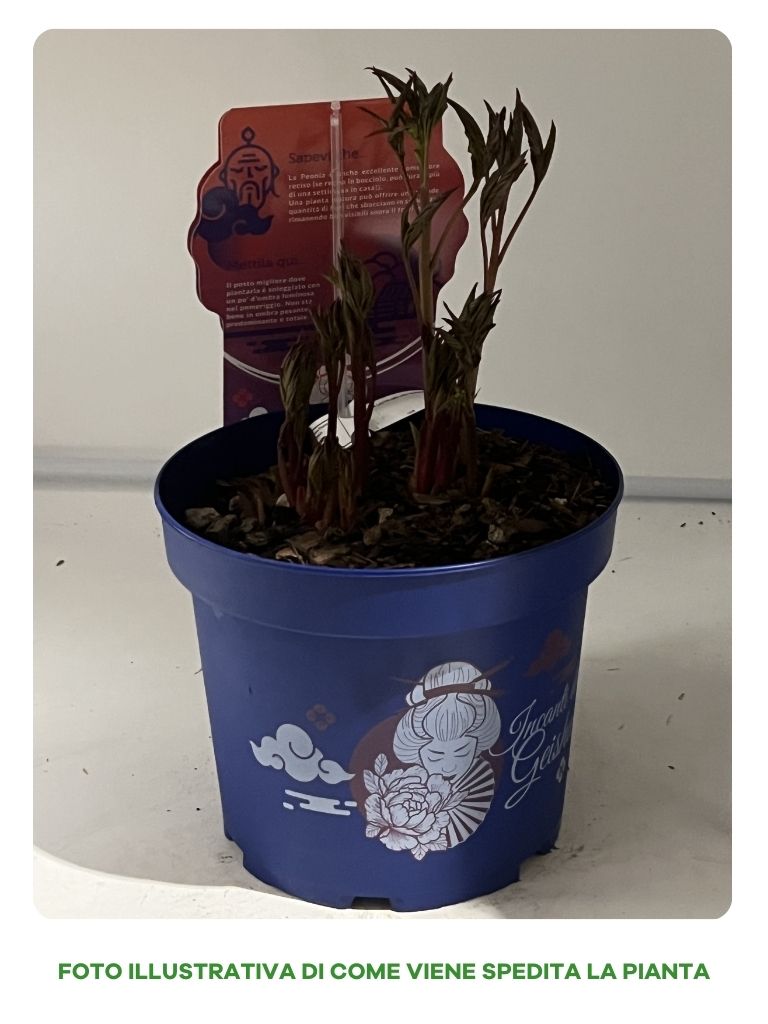 PAEONIA LACTIFLORA MADAME CALOT IN VASO 24CM