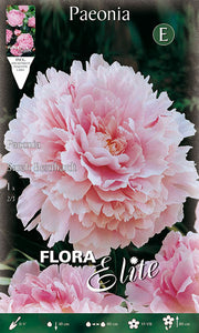 PAEONIA SARAH BERNHARDT (CONFEZIONE DA 1 BULBO)