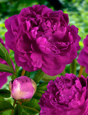 PEONIA LACTIFLORA FUCSIA VASO 12CM