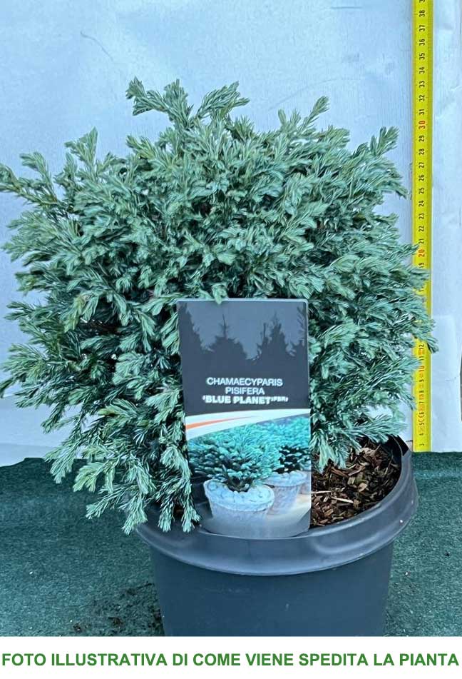 CHAMAECYPARIS PISIFERA BLUE PLANET VASO 19CM