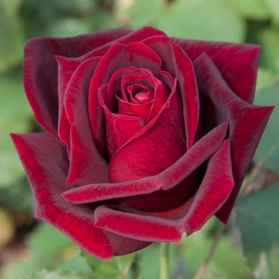 ROSA PAPA MEILLAND IN VASO 19CM