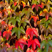 PARTHENOCISSUS TRICUSPIDATA GREEN SPRING VASO 15CM