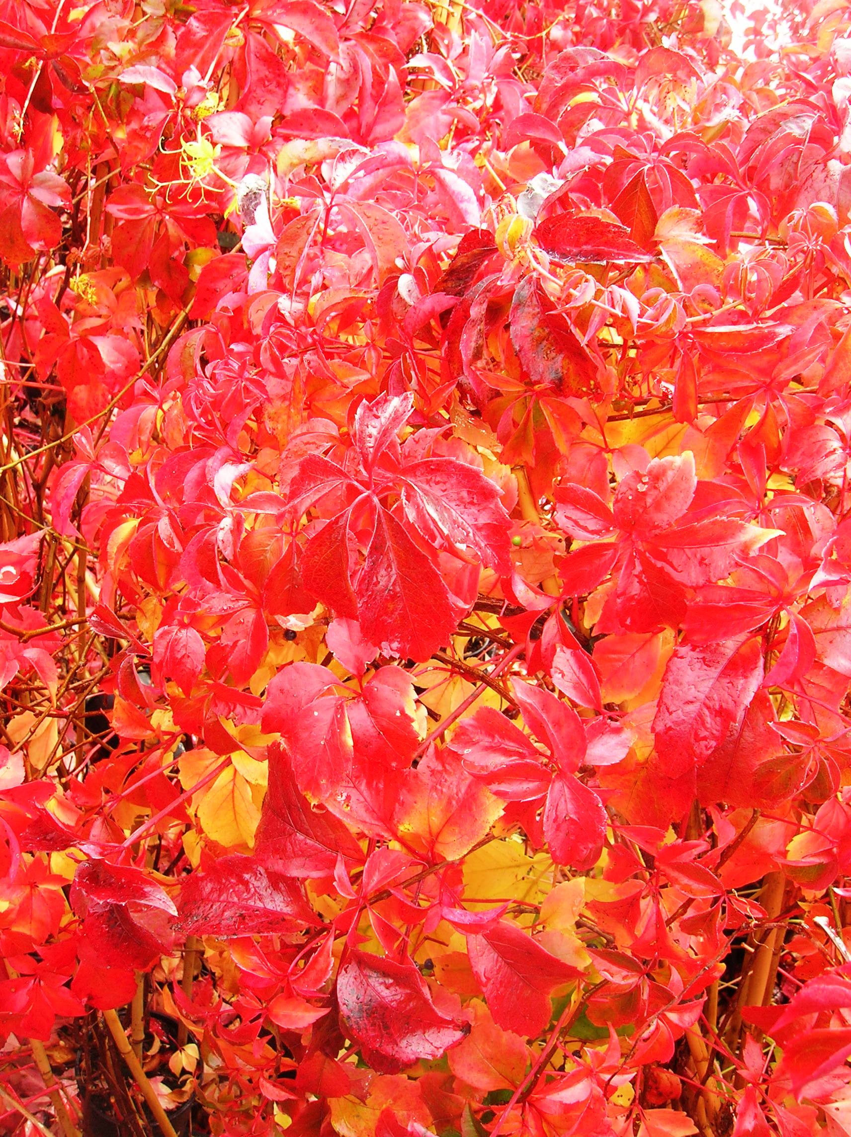 PARTHENOCISSUS QUINQUEFOLIA ENGELMANNII VASO 16CM