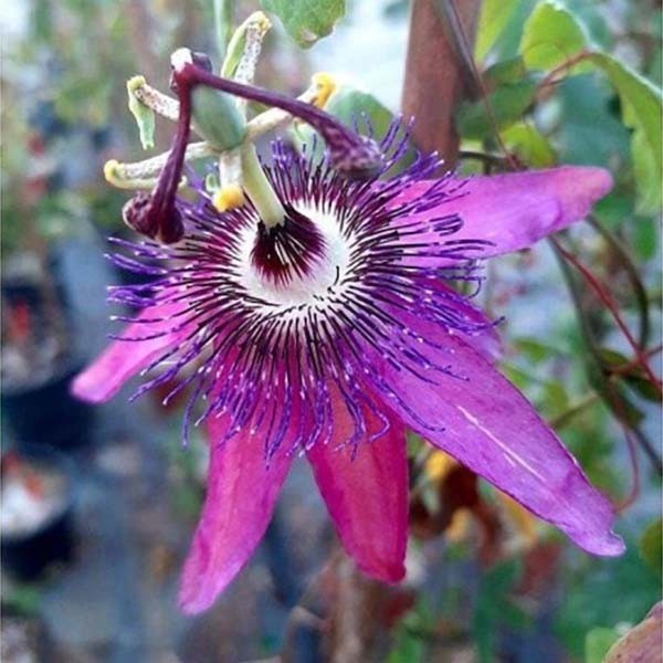 PASSIFLORA AMETHYST IN VASO 17CM
