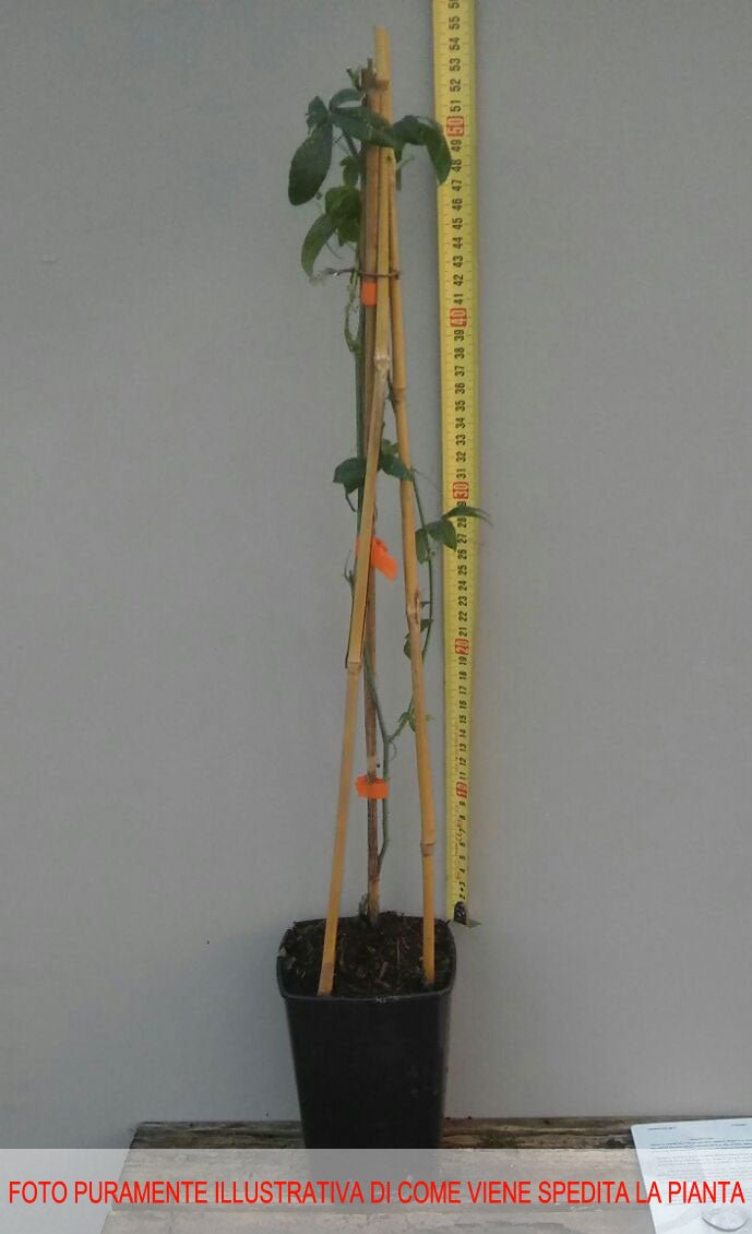 PASSIFLORA CONSTANCE ELLIOT VASO 16CM