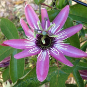 PASSIFLORA VICTORIA IN VASO 17CM