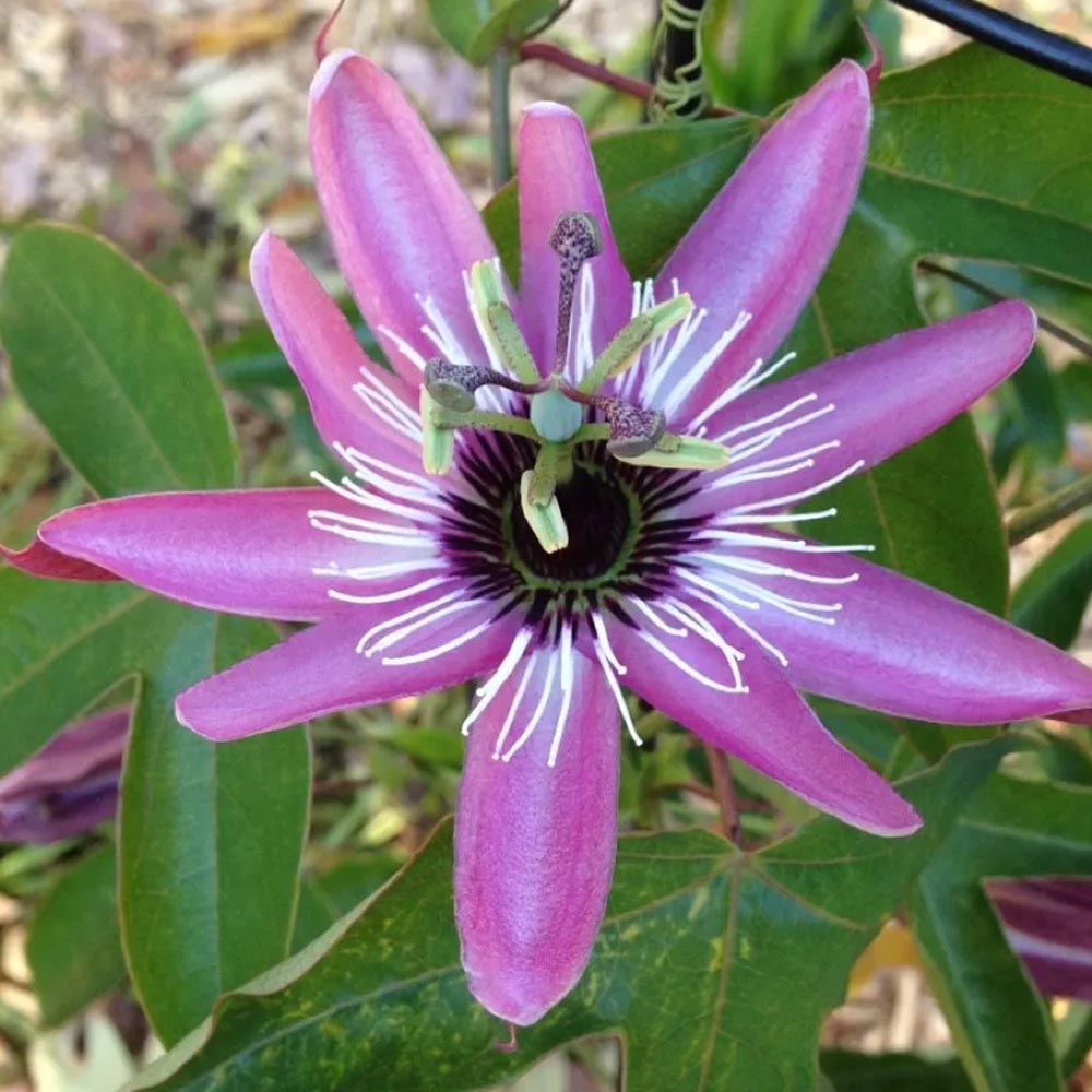 PASSIFLORA VICTORIA IN VASO 17CM
