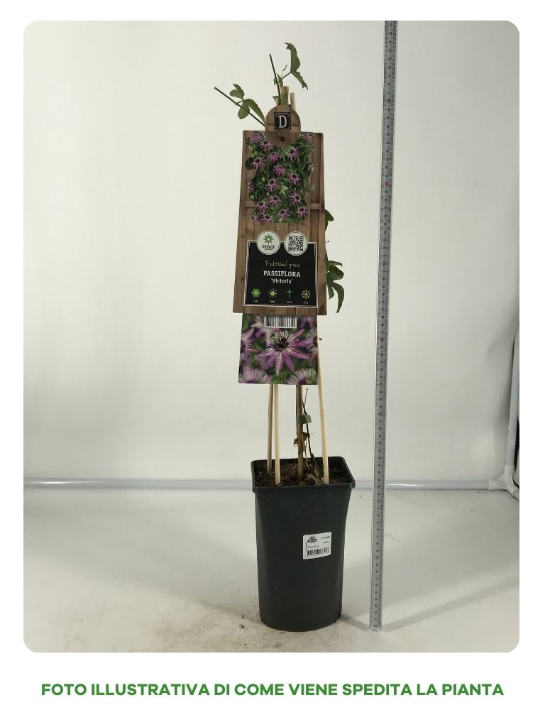 PASSIFLORA VICTORIA IN VASO 17CM