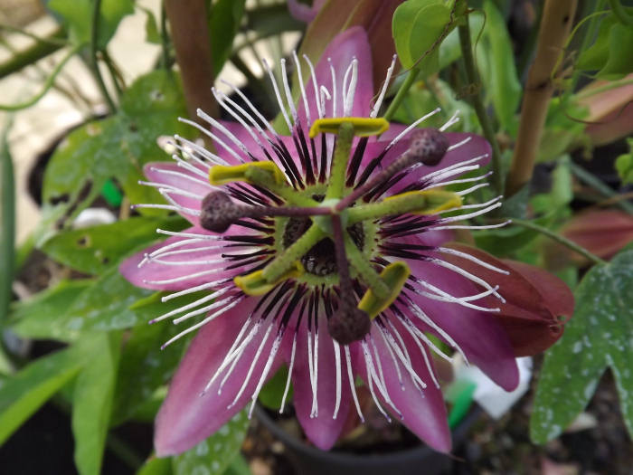 PASSIFLORA VARIETA' ASSORTITA VASO 13CM