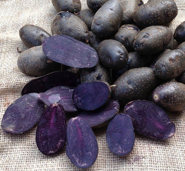 PATATA VIOLA FLEUR BLEUE DA SEMINARE 1,5KG