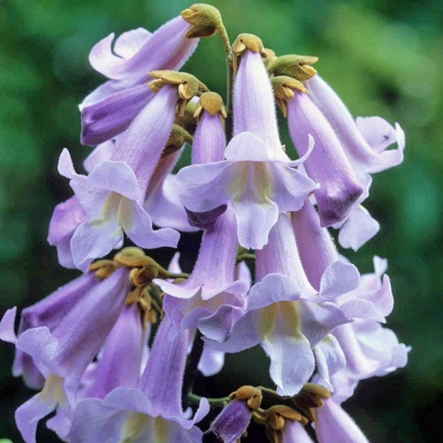 PAULOWNIA TOMENTOSA (1 PIANTA)