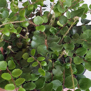 PELLAEA ROTUNDIFOLIA IN VASO 12CM