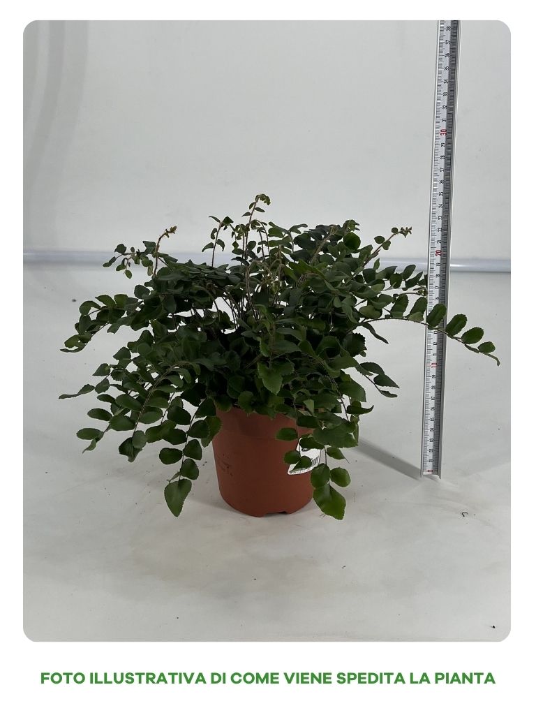PELLAEA ROTUNDIFOLIA IN VASO 12CM
