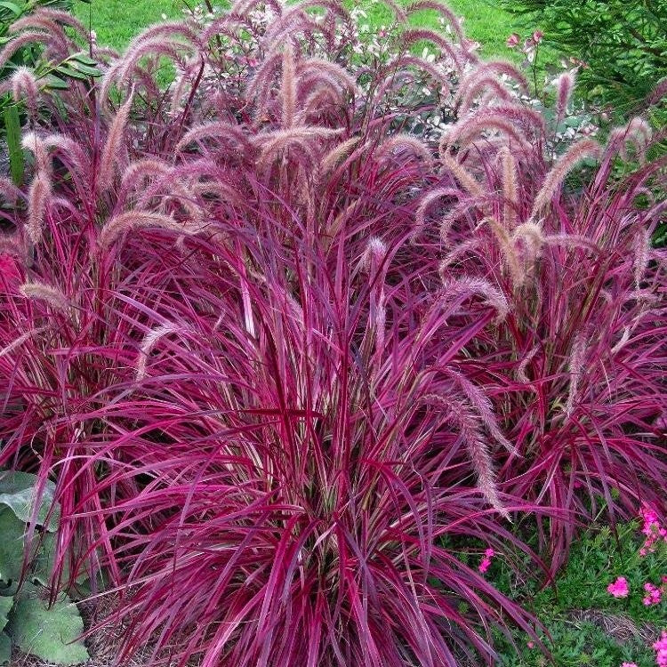 PENNISETUM ADVENA FIREWORKS VASO 21CM
