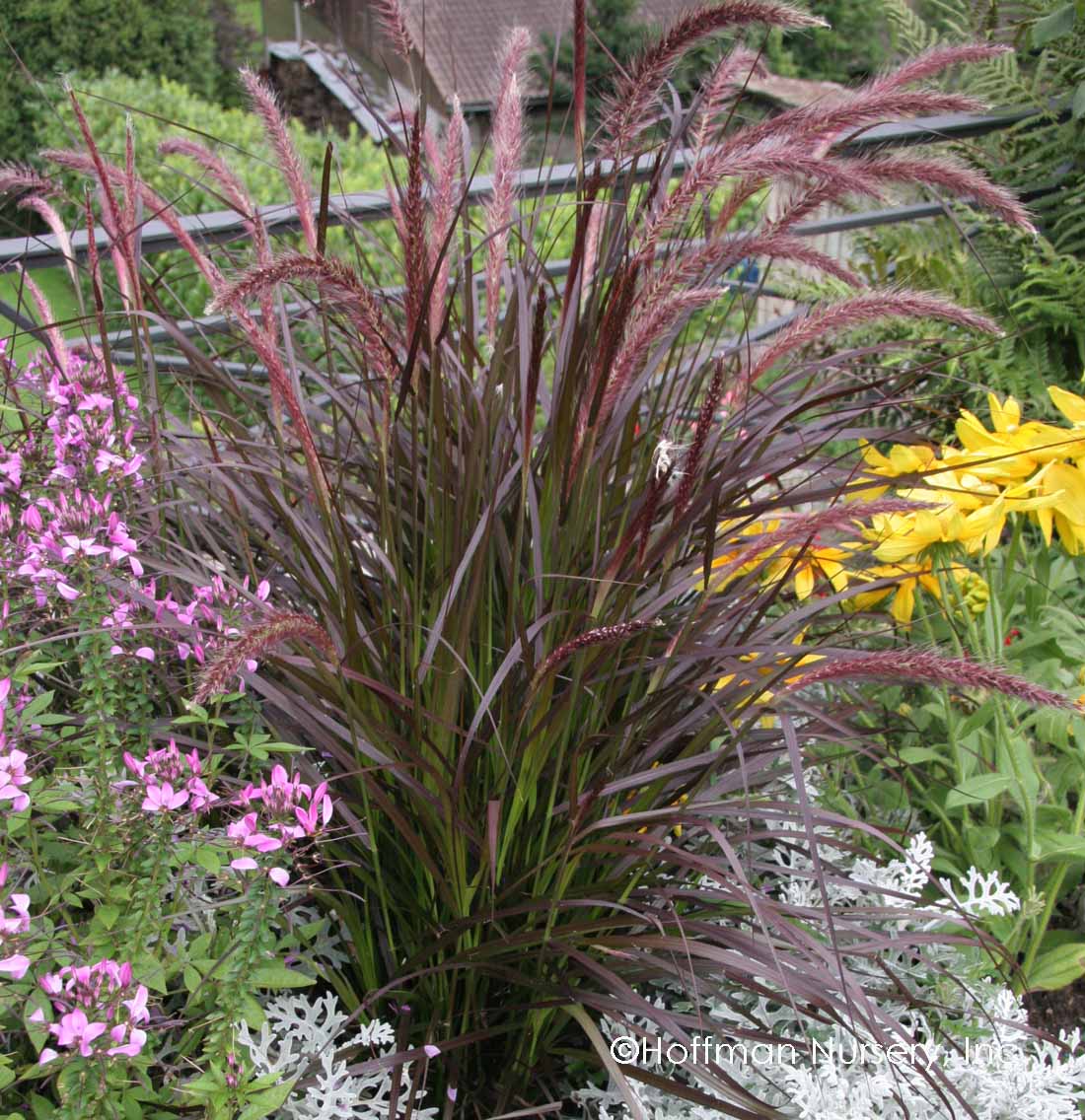 PENNISETUM ADVENA RUBRUM VASO 17CM