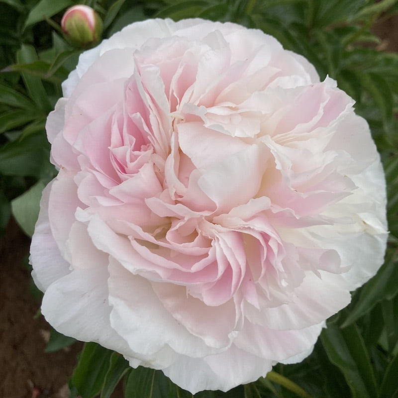 PEONIA DEL CIRCEO SHIRLEY TEMPLE IN VASO 20CM