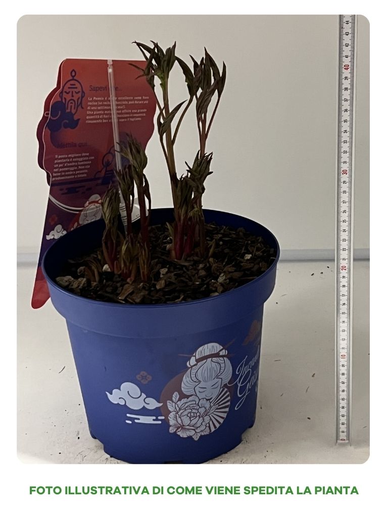 PAEONIA LACTIFLORA DUCHESSA IN VASO 24CM