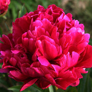 PEONIA LACTIFLORA KARL ROSENFIELD IN VASO 24CM