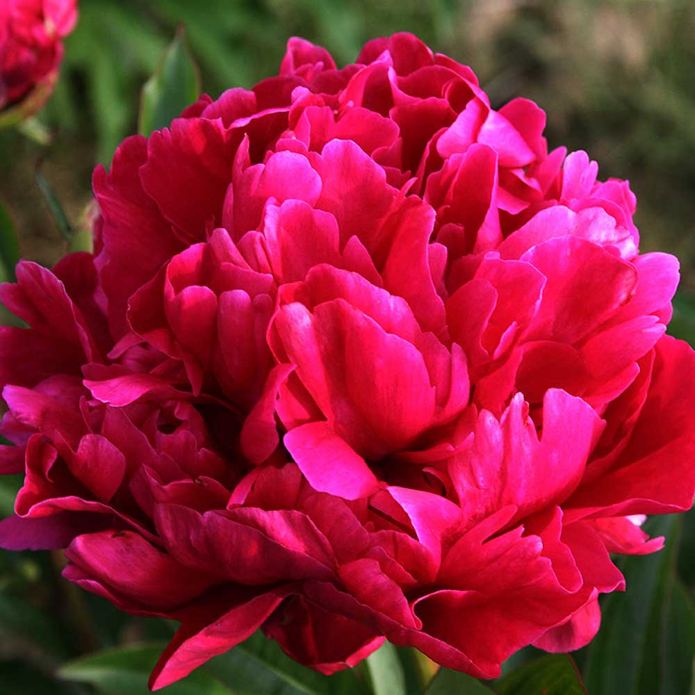 PEONIA LACTIFLORA KARL ROSENFIELD IN VASO 24CM