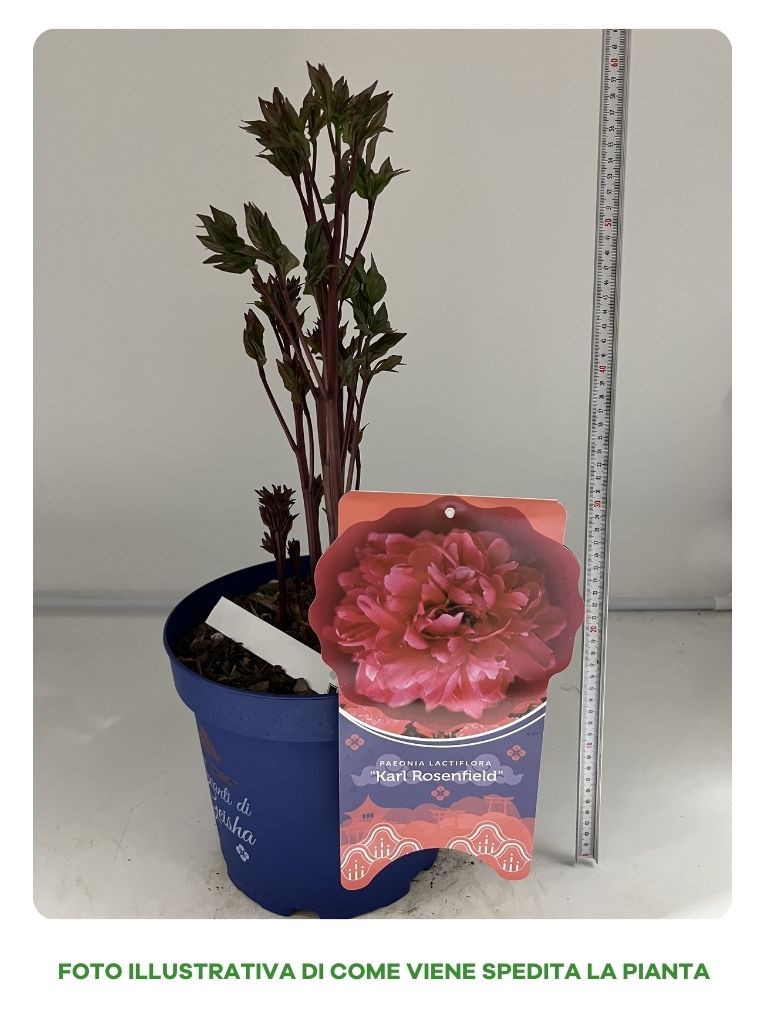 PEONIA LACTIFLORA KARL ROSENFIELD IN VASO 24CM
