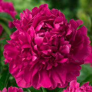 PEONIA LACTIFLORA PAUL M. WILD IN VASO 24CM