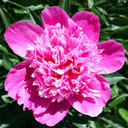PEONIA LACTIFLORA PINK CAMEO IN VASO 24CM