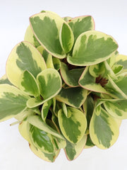 PEPEROMIA OBTUSIFOLIA OBTIPAN BICOLOR VASO 12CM