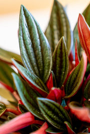 PEPEROMIA CAP ROSSO IN VASO DA 12CM