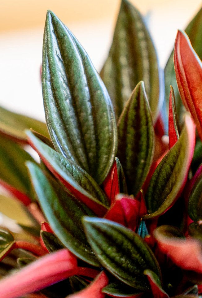 PEPEROMIA CAP ROSSO IN VASO DA 12CM
