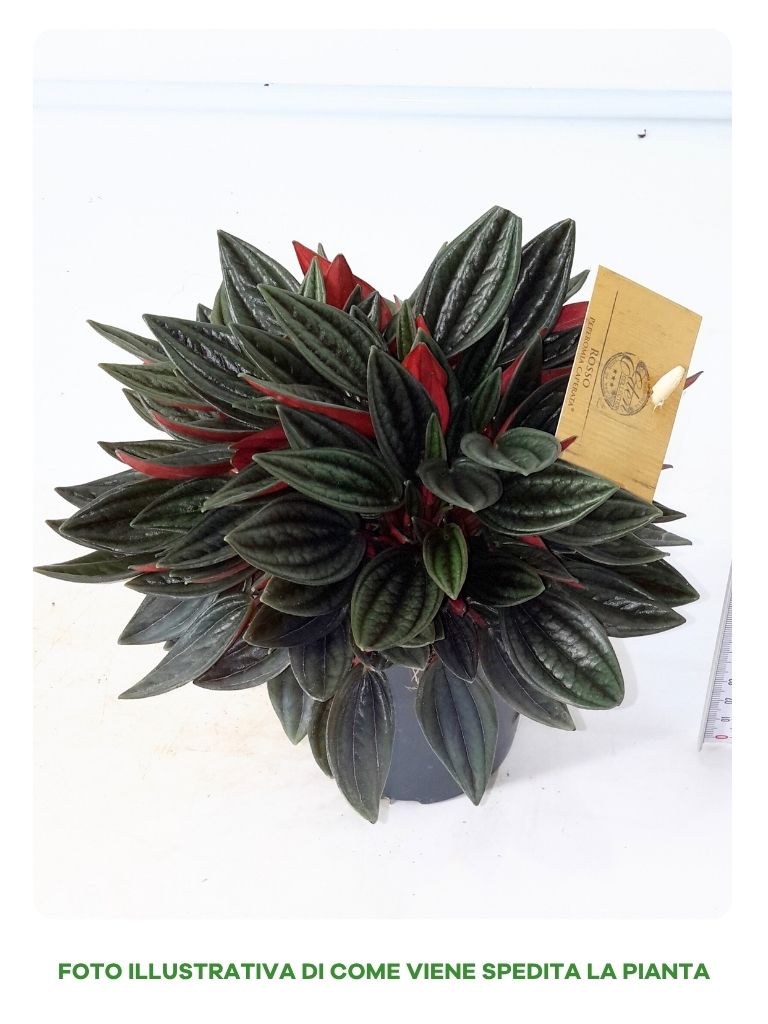 PEPEROMIA CAP ROSSO IN VASO DA 12CM