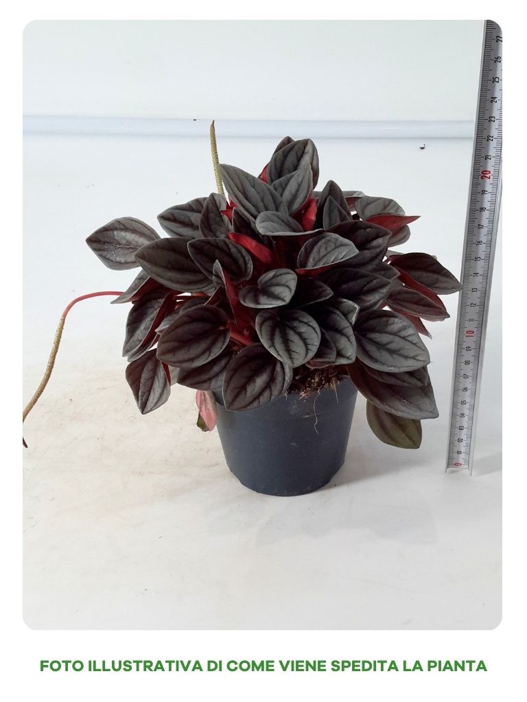 PEPEROMIA SANTORINI IN VASO DA 12CM