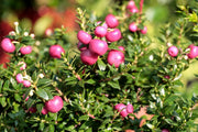 GAULTHERIA PERNETTYA ROSA VASO 11CM