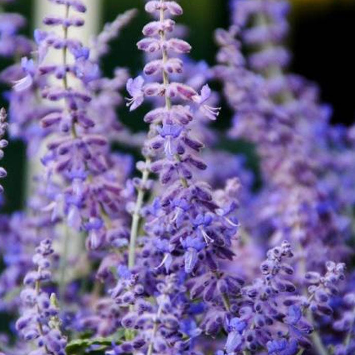 PEROVSKIA ATRIPLICIFOLIA LACEY BLUE SALVIA RUSSA IN VASO 18CM