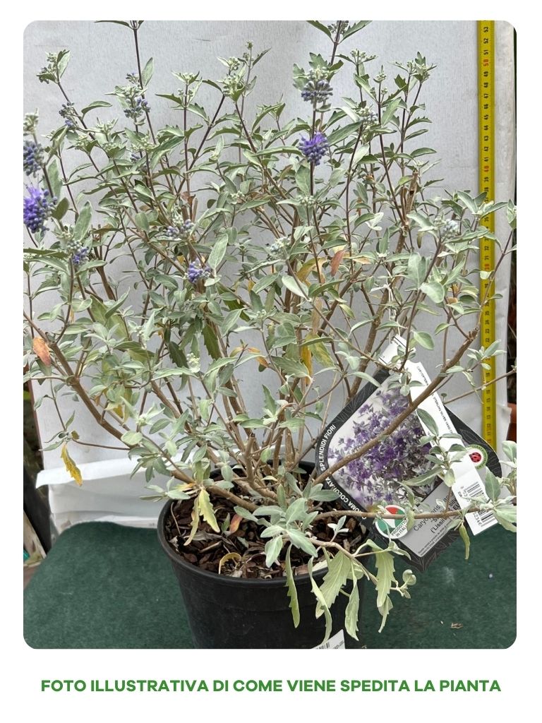 PEROVSKIA ATRIPLICIFOLIA LACEY BLUE SALVIA RUSSA IN VASO 18CM