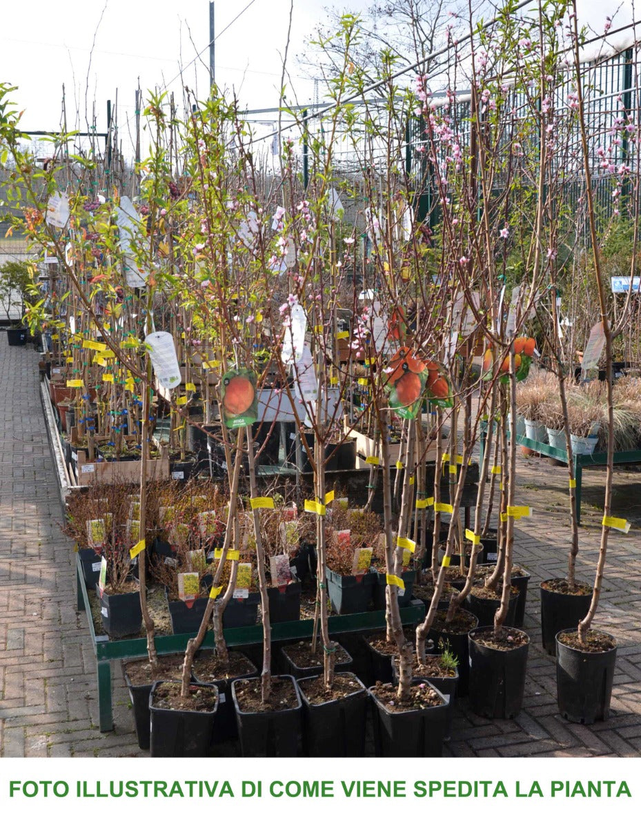 PESCO PIATTO PLATICARPA SEL. 132 IN VASO 20CM