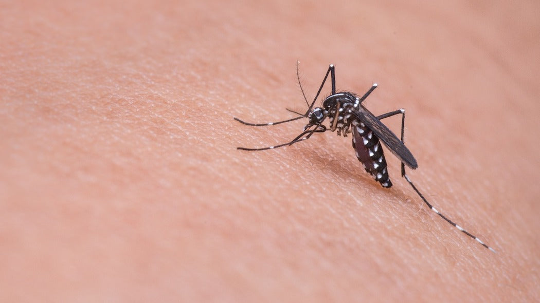 2 PEST AWAY L'ORIGINALE ANTIZANZARE ANTI INSETTI E RODITORI 500 MQ
